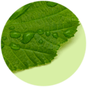 Extracto de hoja de abedul