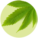 Aceite de semilla de cáñamo